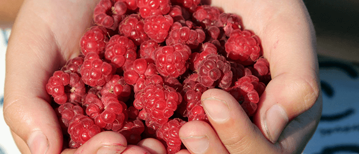 Raspberry PI by the Handful